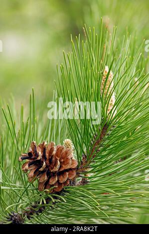 PIN noir européen (Pinus nigra), cônes, Provence, Sud de la France, PIN noir Banque D'Images