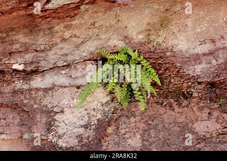 Lanceolate Spleenwort, Provence, Sud de la France (Asplenium obovatum) Banque D'Images