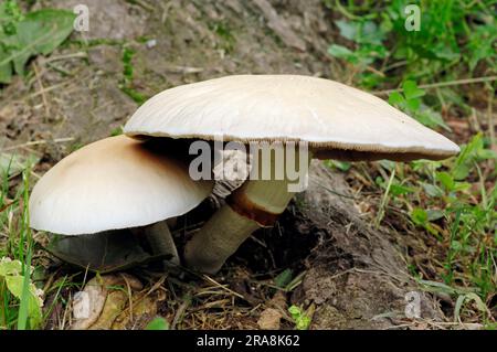 Field Mushroom, France, Meadow Mushroom (Agaricus campestris) Banque D'Images