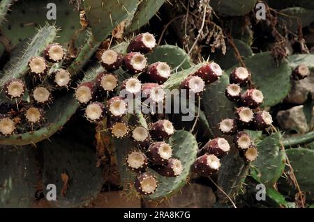Figues indiennes, fruits, Panini, Papipi, Pear de Prickly (Opuntia ficus-indica) Cactus, Tunia, Fig Barbary Banque D'Images