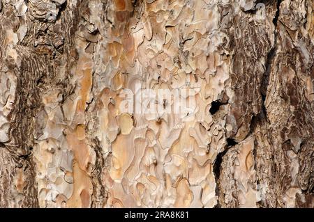 PIN d'Alep (Pinus halepensis), écorce, Provence, Sud de la France Banque D'Images