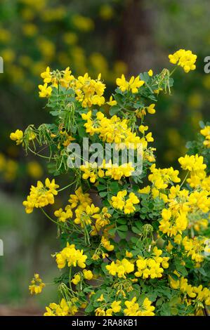 Crownvetch méditerranéen, Provence, Sud de la France (Coronilla valentina subspec. glauca) Banque D'Images