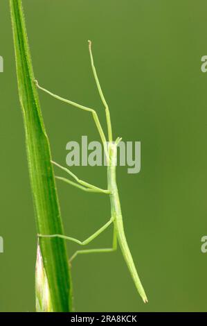 Jeune insecte européen de bâton (Bacillus rossise), Camargue, Provence, Sud de la France Banque D'Images