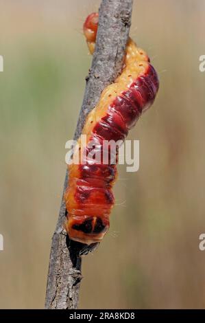 Chèvre (Cossus cossus), caterpillar, Camargue, Provence, Sud de la France Banque D'Images