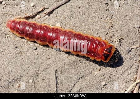 Chèvre Moth (Cossus cossus), caterpillar, Camargue, Provence, Sud de la France Banque D'Images