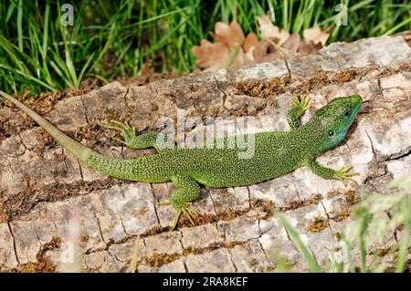 Lézard vert occidental (Lacerta bilineata), homme, Provence, sud de la France Banque D'Images