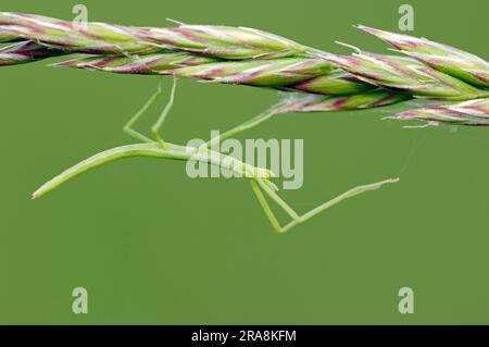 Insecte de bâton méditerranéen (Bacillus rossise), juvénile, Camargue, Provence, Sud de la France, Insecte de bâton méditerranéen, insecte de bâton méditerranéen Banque D'Images