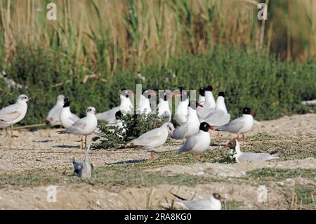 Colonie nicheuse de Goélands méditerranéens (Larus melanocephalus) et de Goélands à tête noire (Larus ridibundus), Camargue, Provence, Sud de la France Banque D'Images