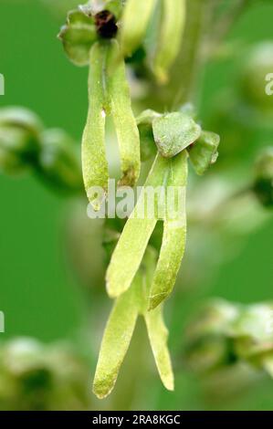 Lame de twayblade commune (Listera ovata), Rhénanie-du-Nord-Westphalie, deux feuilles ovées, Allemagne Banque D'Images