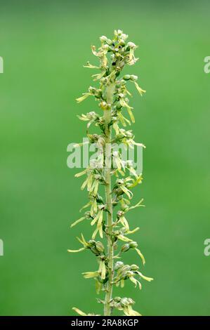 Lame de twayblade commune (Listera ovata), Rhénanie-du-Nord-Westphalie, deux feuilles ovées, Allemagne Banque D'Images