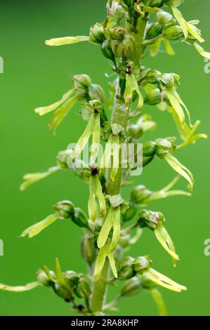 Lame de twayblade commune (Listera ovata), Rhénanie-du-Nord-Westphalie, deux feuilles ovées, Allemagne Banque D'Images