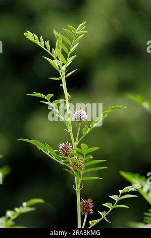 Réglisse à tête blanche, bois de réglisse, racine de réglisse (Glycyrrhiza glabra), plante de réglisse, plante de réglisse, racine de réglisse, réglisse Banque D'Images