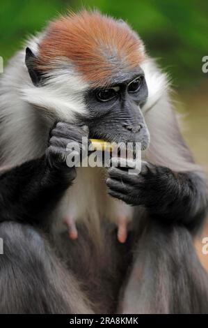 Cerisier couronné Mangaby, femelle (Cercocebus torquatus torquatus), mangabeys à capuchon rouge Banque D'Images