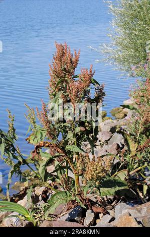 Water Dock, Rhénanie-du-Nord-Westphalie, Allemagne, Red Dock, Scottish Dock, Quai aquatique, quai occidental (Rumex aquaticus) Banque D'Images