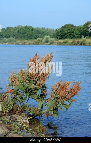 Water Dock, Rhénanie-du-Nord-Westphalie, Allemagne, Red Dock, Scottish Dock, Quai aquatique, quai occidental (Rumex aquaticus) Banque D'Images