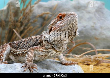 Dragon barbu central (Pogona vitticeps), agamides Banque D'Images