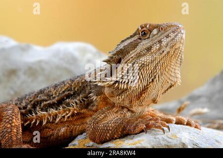 Dragon barbu central (Pogona vitticeps), agamides Banque D'Images