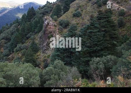 Forêt de hérissons, Parc national de la Sierra de Grazalema, Andalousie (Abies pinsapo), Hedgehog, Espagne Banque D'Images