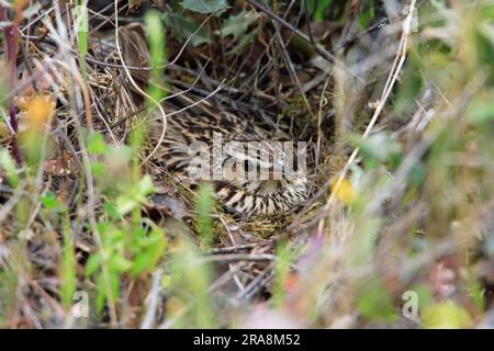 Woodlark (Lullula arborea) sur le nid, Lark, Larks, Portugal Banque D'Images