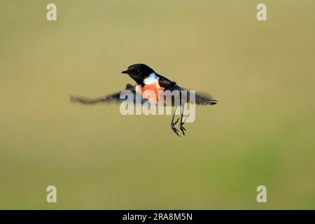 Stonechat, mastonechat africain (Saxicola torquata), Portugal Banque D'Images