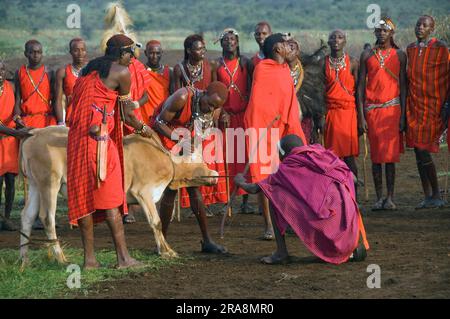 Les guerriers de Maasai saignant une vache pour extraire le sang, Masai Mara, Kenya Banque D'Images