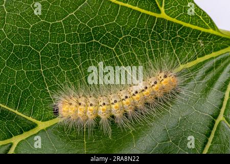 Chenille de papillon américain (Hyphantria cunea) sur feuille de mûrier vert. Gros plan. Banque D'Images