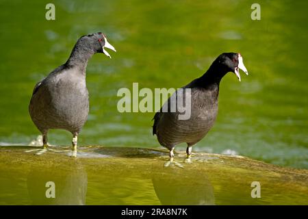 American Coots (Fulica americana), Floride, États-Unis Banque D'Images