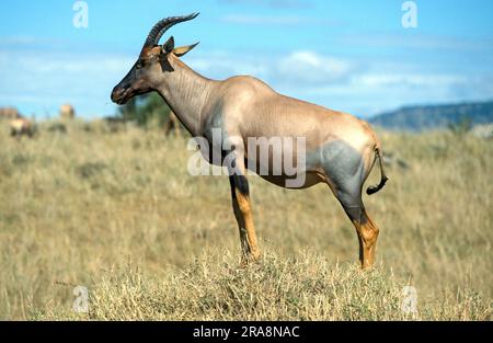 Antilope Lyra, réserve de gibier de Maasai Mara (Damaliscus lunatus korrigum), antilope, latéral, Kenya Banque D'Images