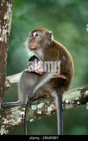Macaques à queue longue (Macaca fascicularis), femmes et jeunes, Singapour, Macaque mangeant du crabe Banque D'Images