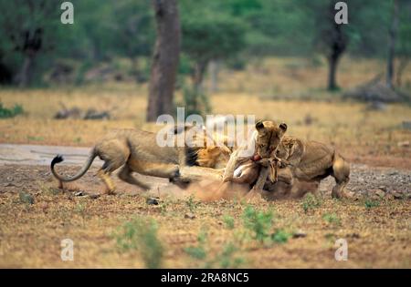 Les Lions africains (Panthera leo) chassant l'antilope, parc national Kruger, Afrique du Sud Banque D'Images