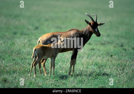 Topi, femme avec jeune, Parc national de Serengeti (Damaliscus lunatus korrigum), Tanzanie Banque D'Images