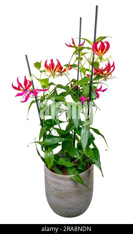 Fleur de nénuphars en pot isolée avec fleurs rouges Banque D'Images