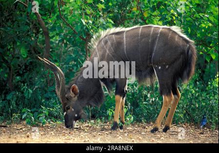 Nyala, homme, Mkuzi Game Reserve, Afrique du Sud (Tragelaphus anasi), Side Banque D'Images