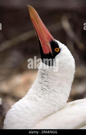 Booby masqué (Sula dactylatra), Îles Galapagos, Équateur Banque D'Images