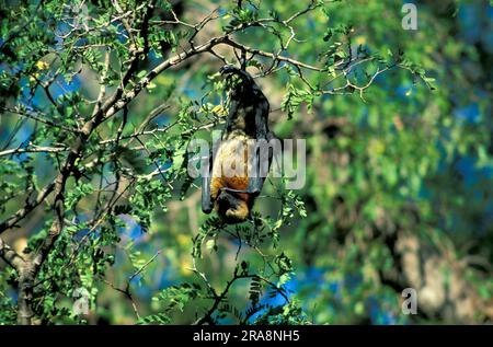 Bat de fruit de Madagacar (Pteropus rufus), Madagascar Banque D'Images