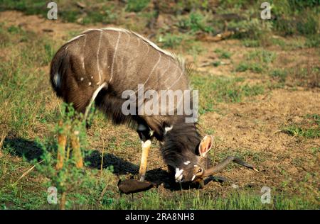 Lowland nyala, homme, Mkuzi Game Reserve, Afrique du Sud (Tragelaphus anasi) Banque D'Images