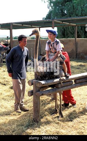 Enfant à cheval sur un autruche commun (Struthio camelus), ranch safari, Oudtshoorn, Afrique du Sud Banque D'Images