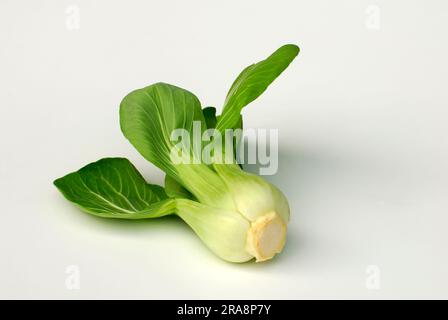 Pak-choi, chou moutarde chinois, Bok choy (Brassica chinensis), Paksoi Banque D'Images