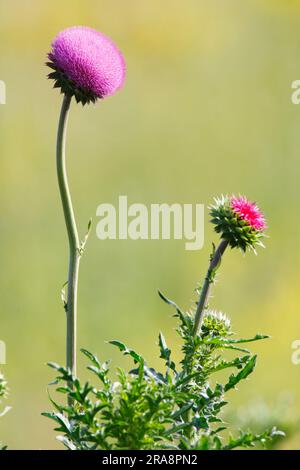 Musk Thistle (Carduus nutans), Bulgarie Banque D'Images