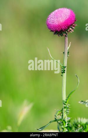 Musk Thistle (Carduus nutans), Bulgarie Banque D'Images