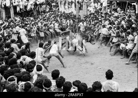 Photo en noir et blanc, Jallikattu ou taureau en cours de festival Pongal à Alanganallur près de Madurai, Tamil Nadu, Inde, Asie Banque D'Images