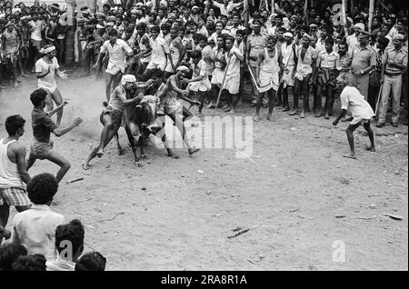 Photo en noir et blanc, Jallikattu ou taureau en cours de festival Pongal à Alanganallur près de Madurai, Tamil Nadu, Inde, Asie Banque D'Images