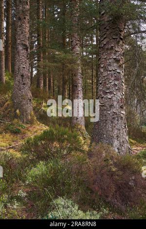 Photo générale de l'intérieur de la forêt de confières Banque D'Images