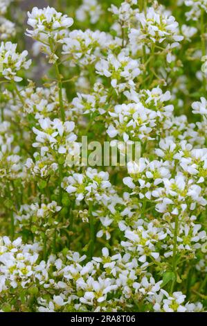 Spoonbane, véritable spoonwort (Cochlearia officinalis), scurvy, bittercress, spooncress, spoonwort Banque D'Images