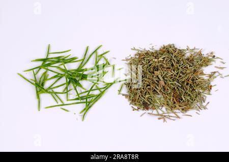 Horsetail de champ (Equisetum arvense), frais et séché, autonome, objet Banque D'Images