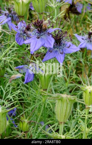 Cumin espagnol noir (Nigella hispanica hispanica) Banque D'Images