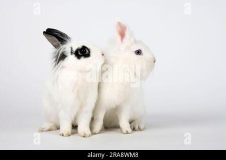 Lapins nains à la mante de lion, blancs et hotons, lapins à tête de lion, lapins domestiques, lapins nains Banque D'Images