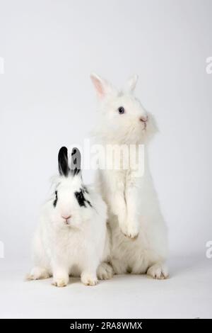 Lapins nains à la mante de lion, blancs et hotons, lapins à tête de lion, lapins domestiques, lapins nains Banque D'Images