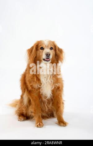 Chien mixte, 15 ans, vieux chien Banque D'Images