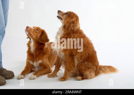 Chien mixte, 15 ans, et chien de chasse de canard de la Nouvelle-Écosse, chien de chasse de canard Banque D'Images